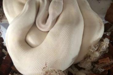 Pythons kaufen und verkaufen Photo: 1.0 Snow aus 2014  (VPI-Linie)