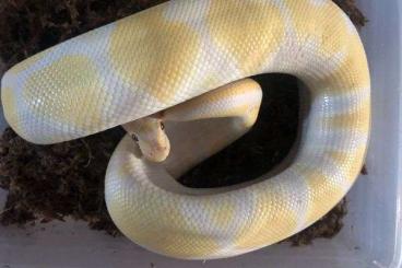 Königspythons kaufen und verkaufen Foto: 1.0 Lavender Albino 100% Het. Axanthic (VPI) NZ 19