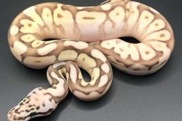 Ball Pythons kaufen und verkaufen Photo: 1.0 Butter/Lesserbee ENZ 21