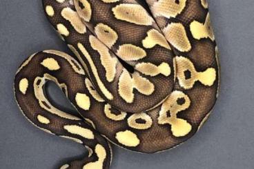 Königspythons kaufen und verkaufen Foto: Diverse Nachzuchten Albino, Pastel, Lesser/Butter 2021