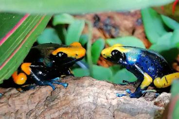 Pfeilgiftfrösche kaufen und verkaufen Foto: 0.0.8 Dendrobates tinctorius tumucumaque 