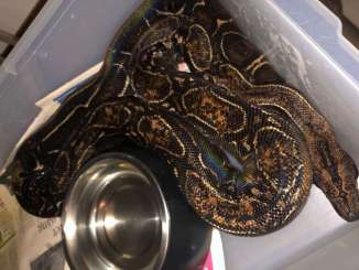 Schlangen kaufen und verkaufen Foto: Boa constrictor