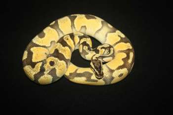 Schlangen kaufen und verkaufen Foto: Python regius
