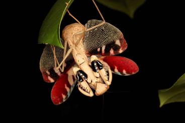 Insects kaufen und verkaufen Photo: Prohierodula picta und Angela purpurascens abzugeben