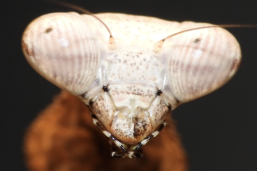 Insekten kaufen und verkaufen Foto: 1.4 Pseudempusa pinnapavonis adulte Tiere 