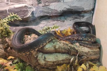 Nattern ungiftige  kaufen und verkaufen Foto: horseshoe whip snake (Hemorrhois hippocrepis) male