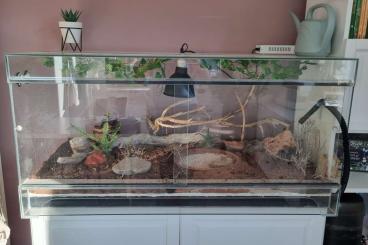 Enclosures kaufen und verkaufen Photo: Glasterrarium 120cm x 60cm x 60cm Enclosures kaufen und verkaufen Photo: Glasterrarium 120cm x 60cm x 60cm