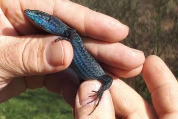 Lizards kaufen und verkaufen Photo: Podarcis sicula paulae females Lizards kaufen und verkaufen Photo: Podarcis sicula paulae females