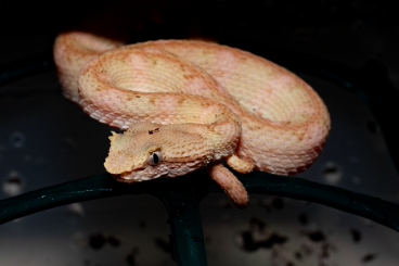 Snakes kaufen und verkaufen Photo: Bothriechis nigroadspersus, Correlophus sarsinorum