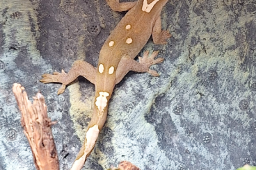 Geckos kaufen und verkaufen Foto: Gebe ab: 0.0.5 Correlophus sarsinorum NZ 2023
