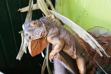 Echsen  kaufen und verkaufen Foto: 1,2 Leguane iguana iguana