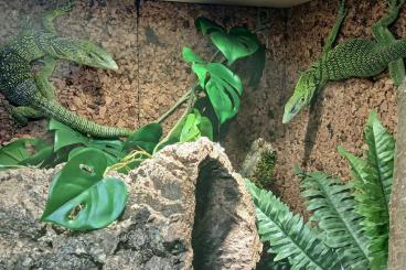 Monitor lizards kaufen und verkaufen Photo: Gelber Baumwaran Varanus Reisingeri Paar