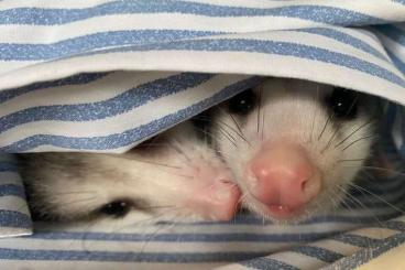 Exotische Säuger kaufen und verkaufen Foto: Viginia opossum gesucht...