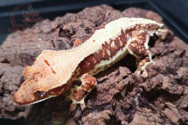 Geckos kaufen und verkaufen Photo: Crested geckos LW, FP, Quads, Pins, HQ, EX, Tri