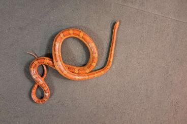Snakes kaufen und verkaufen Photo: Kornnatter in liebevolle Hände