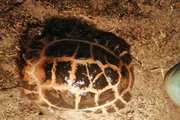 Landschildkröten kaufen und verkaufen Foto: Indotestudo elongata zum verkauf/tausch