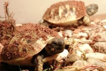Landschildkröten kaufen und verkaufen Foto: Griechische landschildkröten suchen zuhause