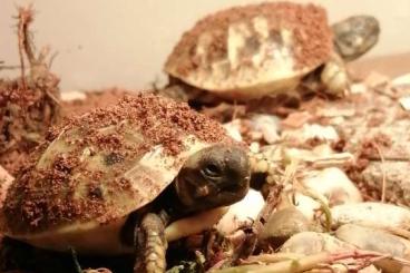 Tortoises kaufen und verkaufen Photo: Griechische landschildkröten suchen zuhause