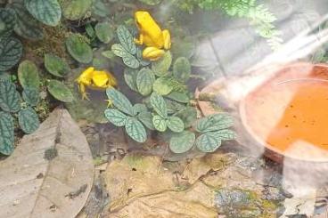 Pfeilgiftfrösche kaufen und verkaufen Foto: Suche Phyllobates Terribilis 0.1 und Ranitomeya variabilis 0.1 Pfeilgiftfrösche kaufen und verkaufen Foto: Suche Phyllobates Terribilis 0.1 und Ranitomeya variabilis 0.1