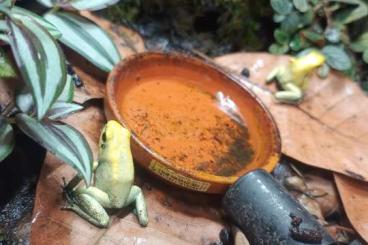 Poison dart frogs kaufen und verkaufen Photo: Tausche Phyllobates Terribilis Mint 1.0 gegen 0.1 Poison dart frogs kaufen und verkaufen Photo: Tausche Phyllobates Terribilis Mint 1.0 gegen 0.1