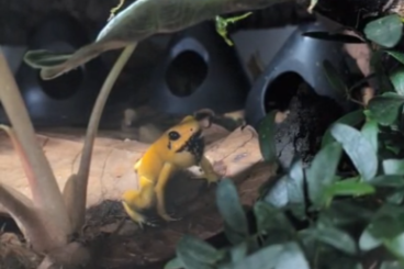 Pfeilgiftfrösche kaufen und verkaufen Photo: 1.0 Phyllobates Terribilis Pfeilgiftfrösche kaufen und verkaufen Photo: 1.0 Phyllobates Terribilis