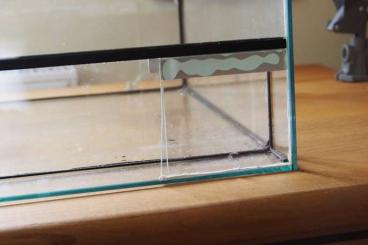Terrarien kaufen und verkaufen Foto: Glasterrarium 100 cm, gut erhalten