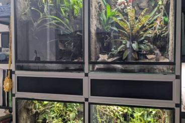 Pfeilgiftfrösche kaufen und verkaufen Foto: Wegen Hobbyaufgabe: Terrarienschrank inkl. Besatz