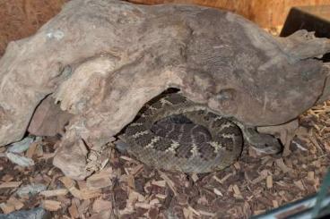 Giftschlangen kaufen und verkaufen Foto: 1.1 Crotalus cerberus 20/22 Giftschlangen kaufen und verkaufen Foto: 1.1 Crotalus cerberus 20/22