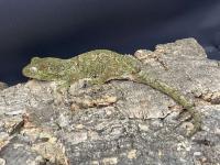 Bild 5/6