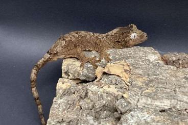 Geckos kaufen und verkaufen Foto: Mniarogekko chahoua Mainland 2024 Geckos kaufen und verkaufen Foto: Mniarogekko chahoua Mainland 2024