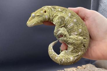 Echsen kaufen und verkaufen Foto: Rhacodactylus leachianus Mt.Koghis Friedel Echsen kaufen und verkaufen Foto: Rhacodactylus leachianus Mt.Koghis Friedel
