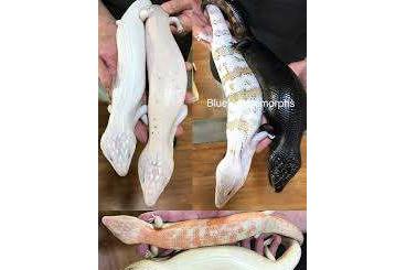 Skinke kaufen und verkaufen Foto: Tiliqua Morphs (white nothern, orange....) Skinke kaufen und verkaufen Foto: Tiliqua Morphs (white nothern, orange....)