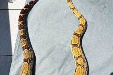 Boas kaufen und verkaufen Photo: Biete 1.2 BCC Melanogaster- Frits Mullenders Boas kaufen und verkaufen Photo: Biete 1.2 BCC Melanogaster- Frits Mullenders