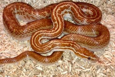 Schlangen kaufen und verkaufen Foto: Kaphausschlangen aus eigener Nachzucht