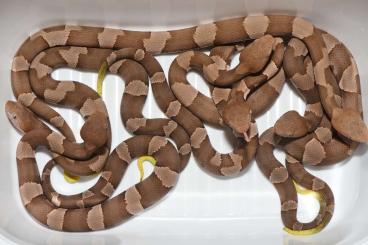 Venomous snakes kaufen und verkaufen Photo: aus eigener Nachzucht abzugeben