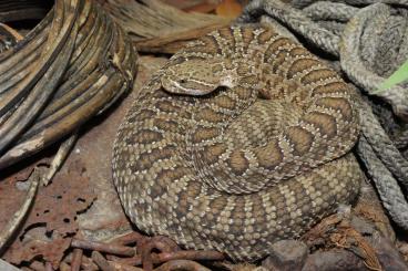 Venomous snakes kaufen und verkaufen Photo: aus eigener Nachzucht abzugeben Venomous snakes kaufen und verkaufen Photo: aus eigener Nachzucht abzugeben