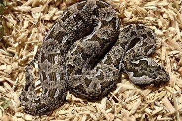 Venomous snakes kaufen und verkaufen Photo: Nachzuchttiere aus meiner NZ 2023
