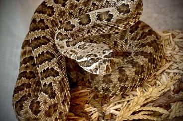 Venomous snakes kaufen und verkaufen Photo: aus eigener Nachzucht abzugeben