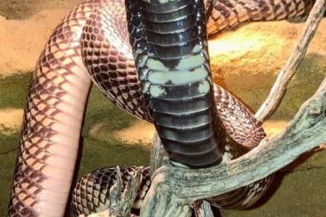Venomous snakes kaufen und verkaufen Photo: Zuchtpaar aus meinem Bestand abzugeben