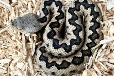 Giftschlangen kaufen und verkaufen Foto: Südspanische Stülpnasenotter Nz abzugeben