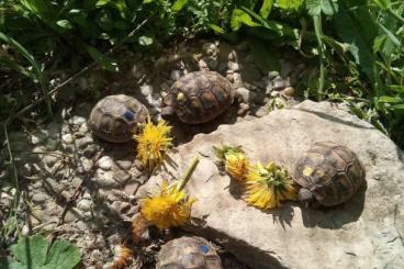 Tortoises kaufen und verkaufen Photo: Testudo hermanni boettgeri  NZ 2021