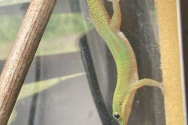 Geckos kaufen und verkaufen Foto: Phelsuma laticauda (Goldstaub-Taggecko) 0,0,5