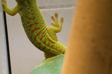 Geckos kaufen und verkaufen Foto: Phelsuma grandis 0,0,1 - Schlupf 6/2021