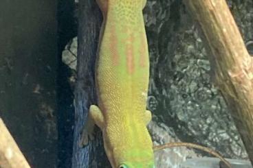 Geckos kaufen und verkaufen Foto: Phelsuma laticauda (Goldstaub-Taggecko)