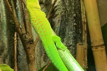 Geckos kaufen und verkaufen Foto: 0,0,2, Phelsuma grandis aus eigener NZ (5/21; 10/21)