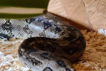 Snakes kaufen und verkaufen Photo: Boa c.i. Tarahumara adult