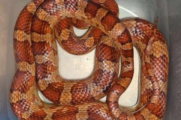 Schlangen kaufen und verkaufen Foto: Kornnatter adult männlich