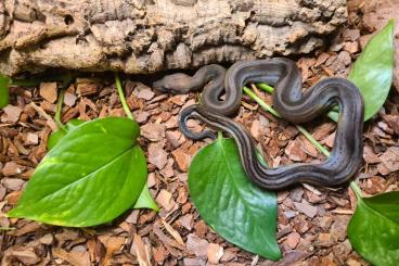 Boas kaufen und verkaufen Photo: Albino - Leopard - Motley - Eclypse Boas kaufen und verkaufen Photo: Albino - Leopard - Motley - Eclypse