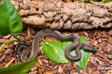 Boas kaufen und verkaufen Photo: Albino - Leopard - Motley Boas kaufen und verkaufen Photo: Albino - Leopard - Motley