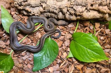 Snakes kaufen und verkaufen Photo: Motley Boa het Leopard Kahl Albino Snakes kaufen und verkaufen Photo: Motley Boa het Leopard Kahl Albino